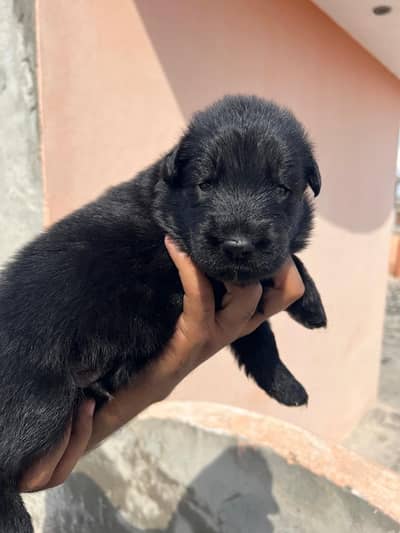 Black German Shepherd | Pedigree Puppy | Show quality Puppies | GSD