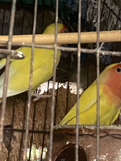 3 common lutions All male 1 year age