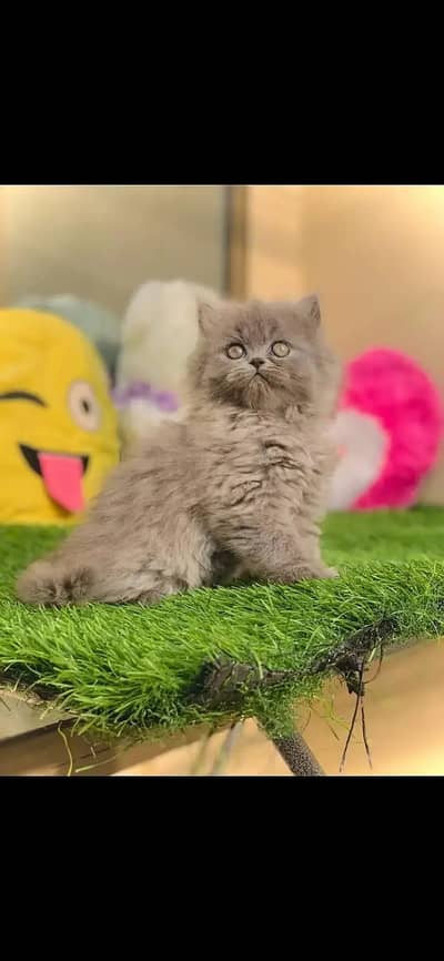 persian gery kittens|quality punch face|fluffy cat|triple coated|white