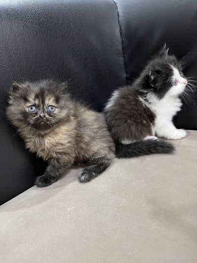 PERSIAN KITTENS