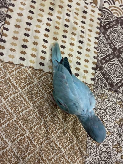 SPLIT VOILET COLOUR  RINGNECK HANDTAMED