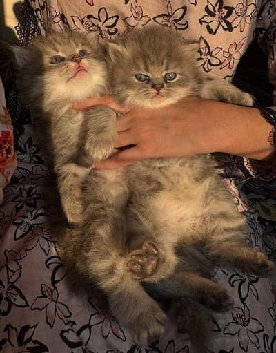 Pure Siberian Kitten Pair