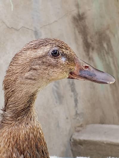 beautiful miniature "Indian runner(mix)"duck (badal)-hand fed &active