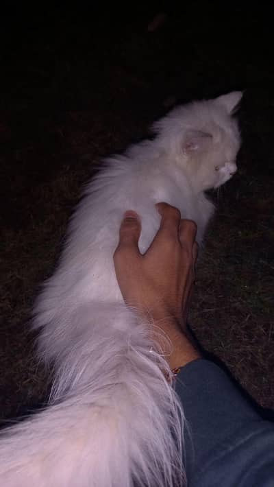 Cute Persian Cat for Sale – Healthy & Playful