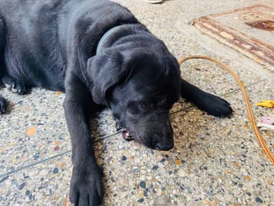 Labrador 03363244019