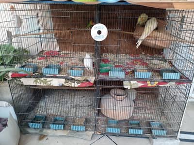 cocktail bird d & one love bird