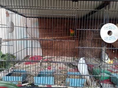 cocktail bird d & one love bird