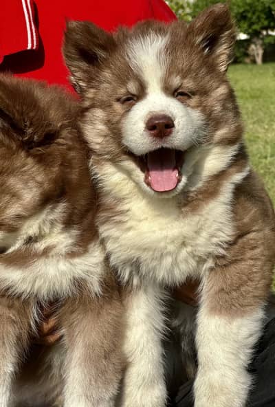 Siberian husky long coat blue eyes pedigree