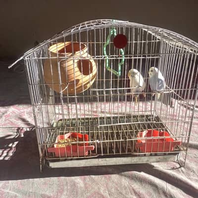 budgie parrots pair breeding home bahut acche Hain Ghar ke pale hue ha