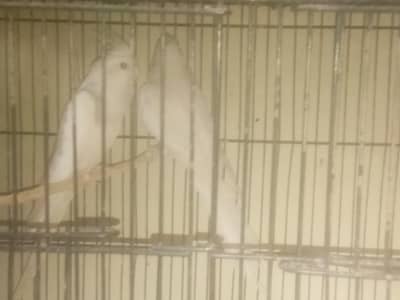 white face pair  Eno