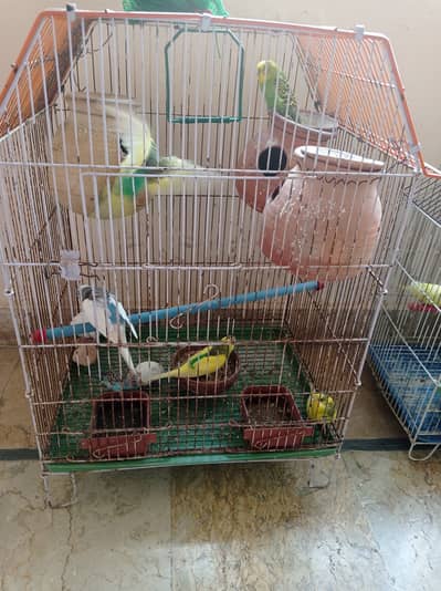 Budgies for sale with eggs cage not included