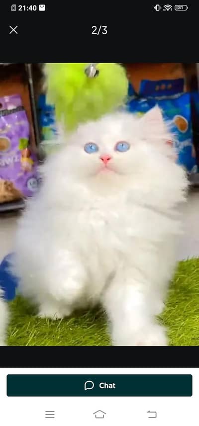 Persian cat for sale male or female my WhatsApp number321=43=90=746