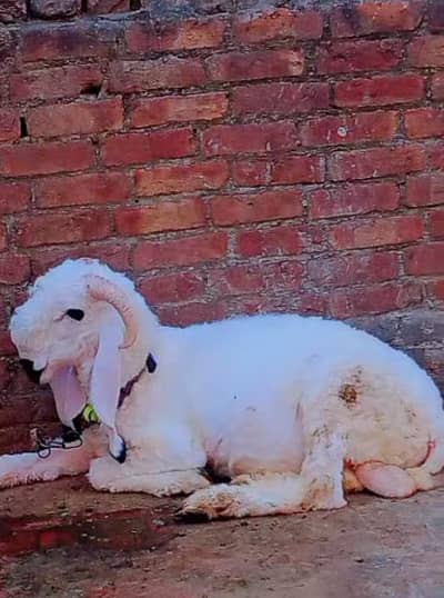 12 month Kajla Chatra for Qurbani 2026 03010118477