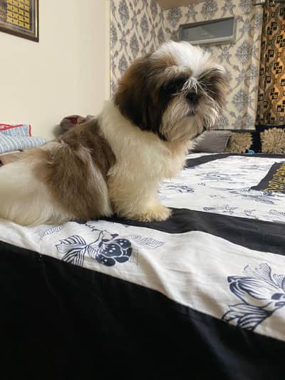 Shih Tzu