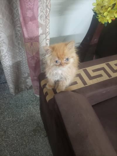 Persian female kitten