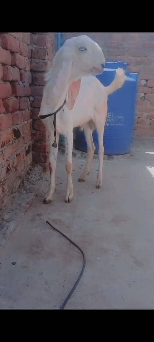 bakra 2