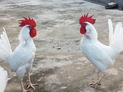 White Safaid Chita Murga For Sale
