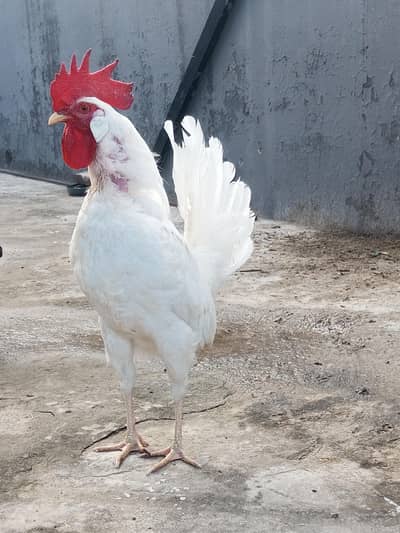 White Safaid Chita Murga For Sale
