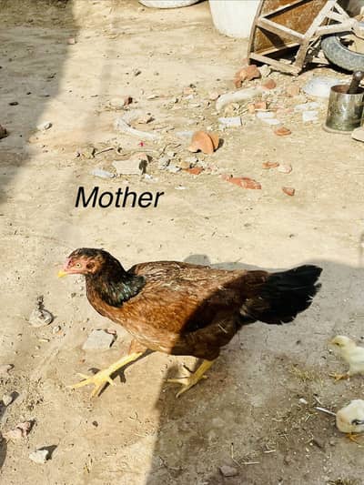 Aseel mianwali chicks