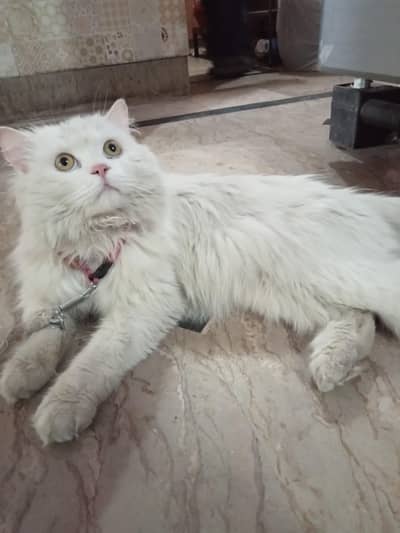 White Persian cat