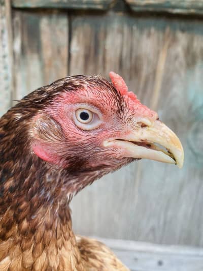High Quality Aseel Hen urgent sale