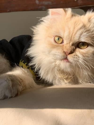 Healthy | Vaccinated | Active | Persian Cat For Sale