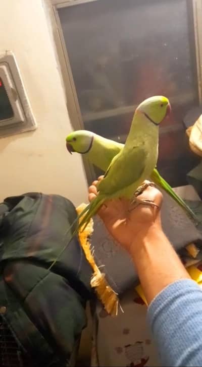 2 talking on mood tamme males