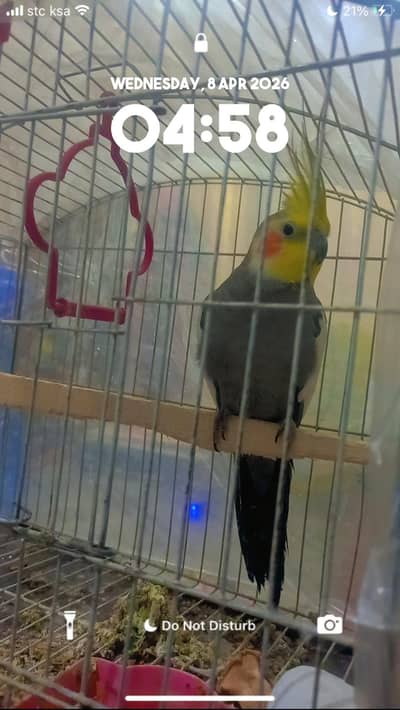 grey cocktail comon female for sale with cage