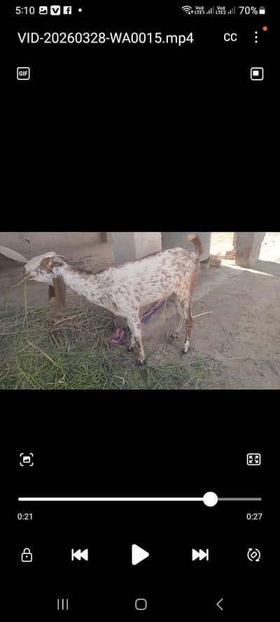 wattsapp 03132352121