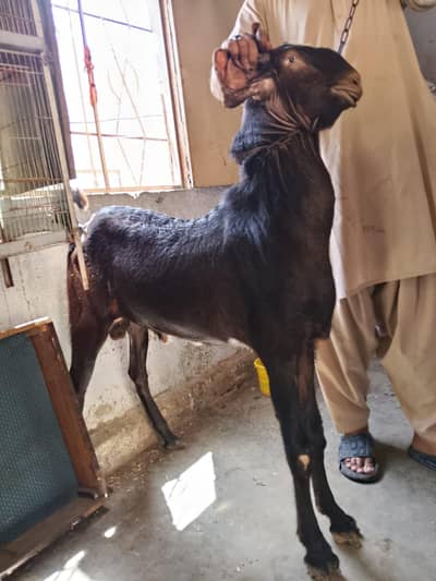 2 Dant kamori bakra breader hai qurbani ke liye bhi best hai