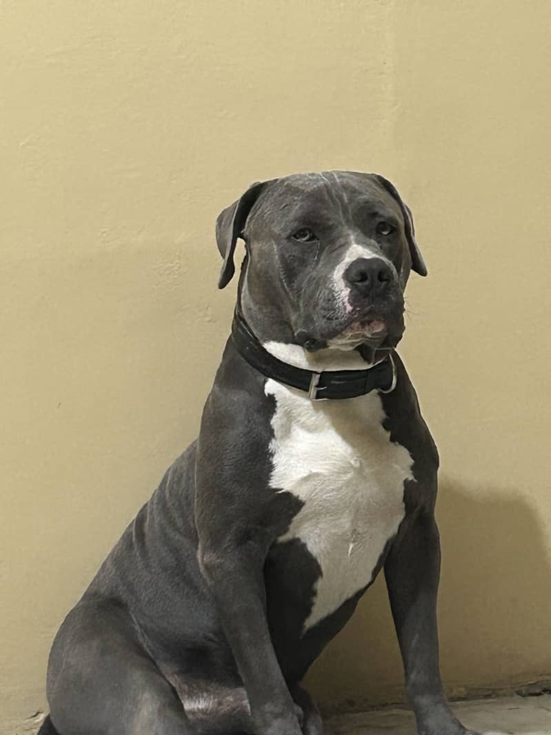 Available for stud 0