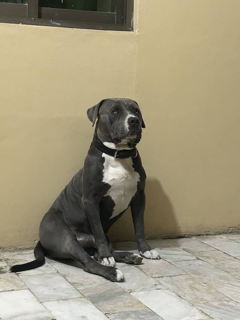 Available for stud 1