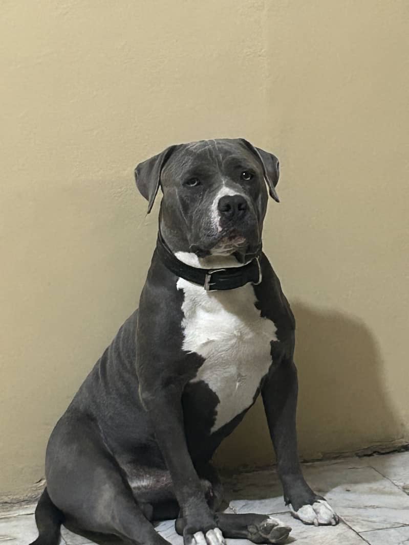 Available for stud 2