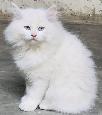 Persian kitten triple coat