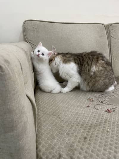 Kitten and Adult Female