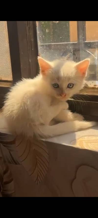 persian cat