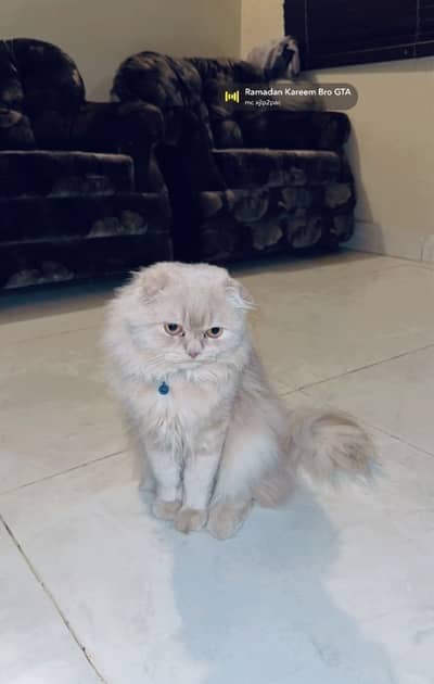 Beautiful cat with gentle nature