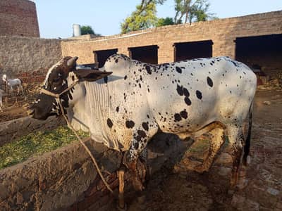 Desi bull | Sahiwal. | Bachra  |
