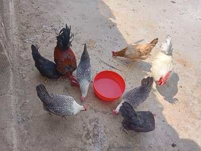 6 dessi murghiyan and 2  murghay