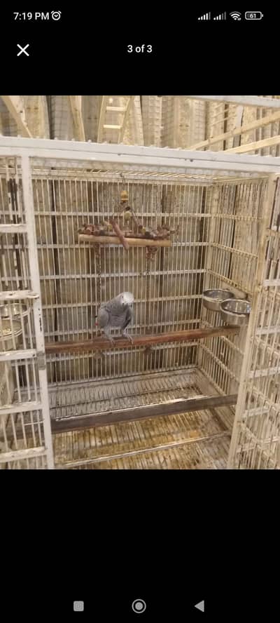African Grey Macaw And Cockatoo Cage
