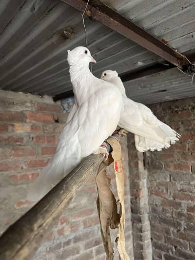 Lucky kabootar in Pure White