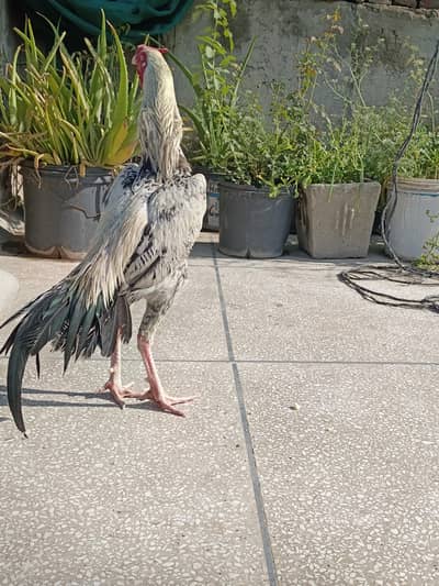 Aseel jave for sale Lahore