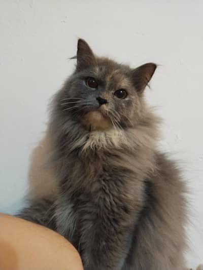 Grey persian cat for sale
