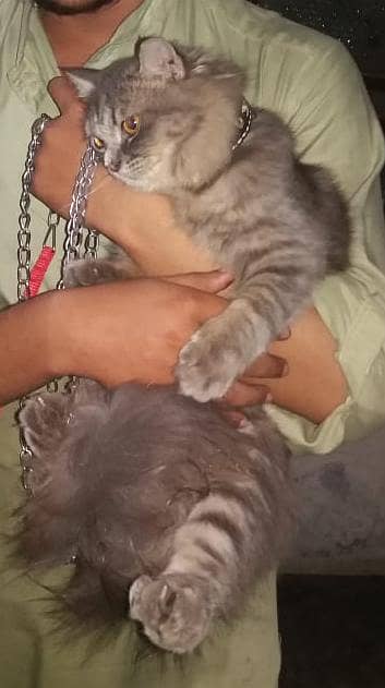 Healthy and Active urgent sell  03187143894 WhatsApp or call