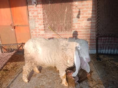 female( chatri ) goat