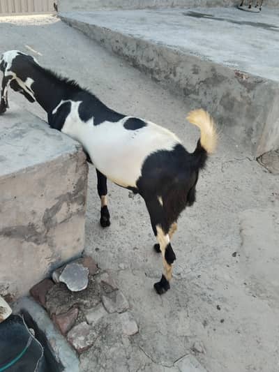 Bakra Eid  Bakra