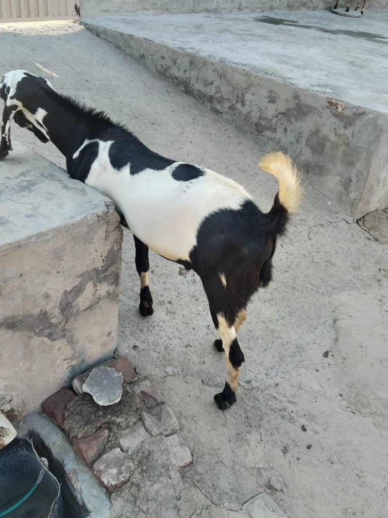 Bakra Eid  Bakra 0