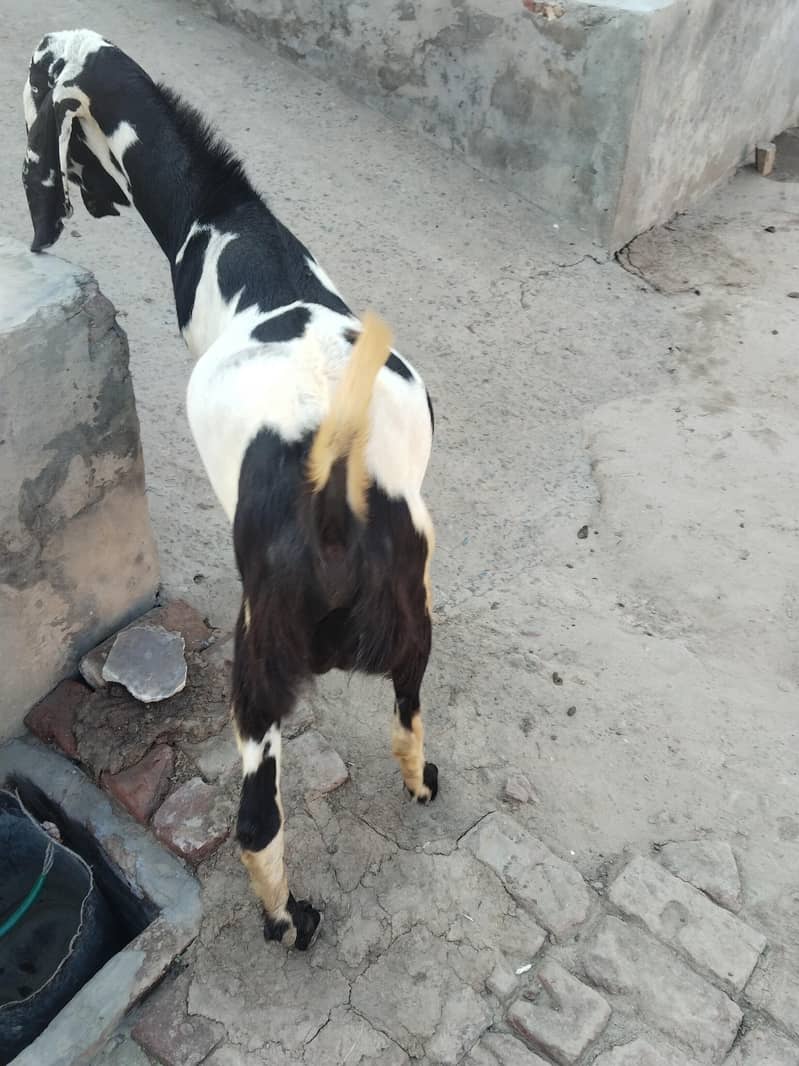 Bakra Eid  Bakra 1