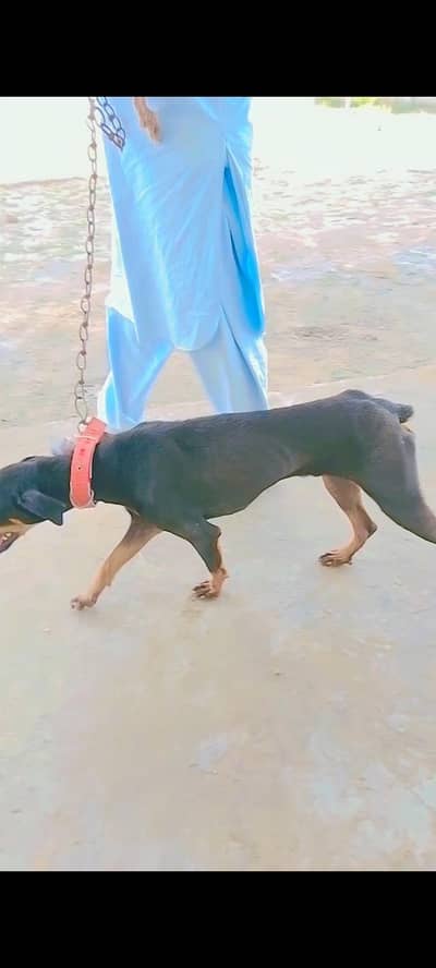 dog Hain jis ki wjha  sey man 1 seil krna cahta hon