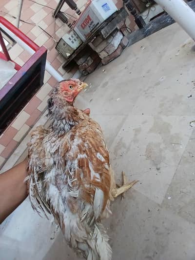 I m selling my aseel mianwali madi